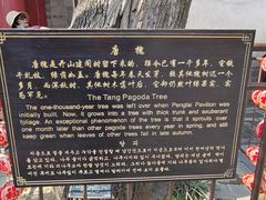 -蓬莱阁景区