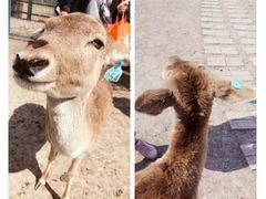 -北京麋鹿生态实验中心