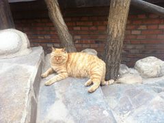 不怕人的野猫-北京水岸山吧度假村(雁栖镇店)