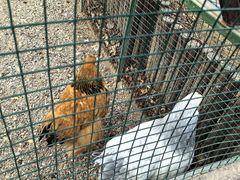 -南宫五洲植物乐园