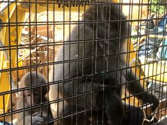 -岚山猴子公园