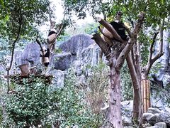 景点-成都大熊猫繁育研究基地