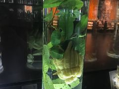 -广东中医药博物馆
