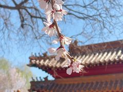 -桃花堤公园