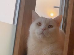 -猫的茶·猫咖