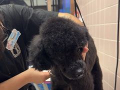 -FAELING PETS美天灵宠物(富力广场店)