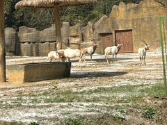 -杭州野生动物世界