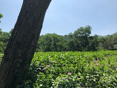 -东部华侨城