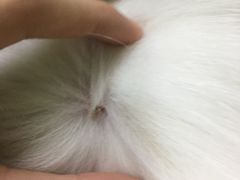 -瑞鹏宠物医院·微创内窥镜·骨外科·牙科(翠竹分院)