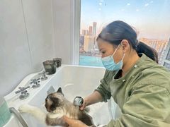 -爱洗澡的猫(望京店)