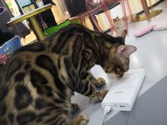 -糯米喵星人·撸猫猫舍咖啡馆(西市场嘉华店)