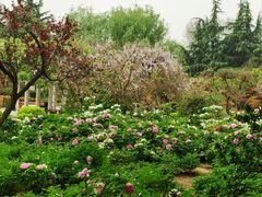 -洛阳市隋唐城遗址植物园