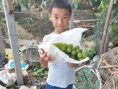 -马陆小张葡萄园农家乐