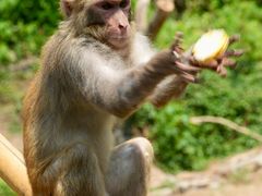 -西双版纳原始森林公园