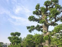 -石家庄市植物园