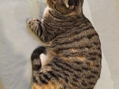 -平行世界·猫咖(首经贸店)