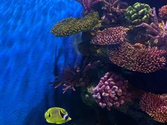 -暹罗海洋世界