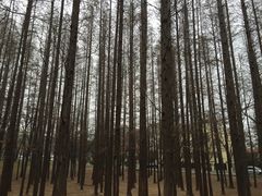 -八大关景区