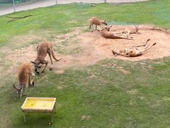 -西霞口神雕山野生动物世界