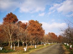 -上海海湾国家森林公园