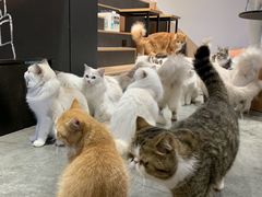 -瞄一喵猫咖(格力海岸店)