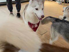 -Husky Go! 哈士奇体验馆·宠物咖啡厅狗咖