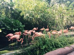 亚马逊漂流-河川生态园