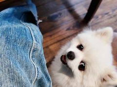 -翊宠yipet猫狗购宠庄园犬舍•猫舍