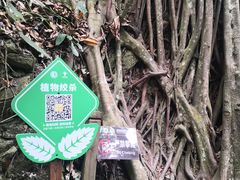 -西双版纳原始森林公园