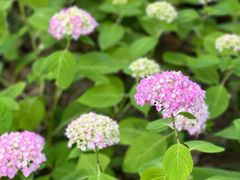 -上海吴淞炮台湾国家湿地公园