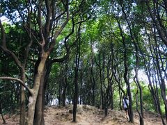 -火炉山森林公园