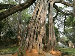 -瑞丽独树成林风景区