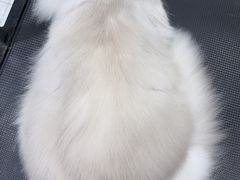 -八公叔叔宠物美容连锁(春申店)