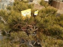 android_upload_pic-泰山花样年华景区