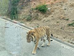 -大连森林动物园