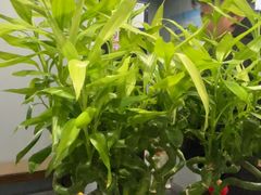 -田凤波推拿.按摩养生(幸福店)