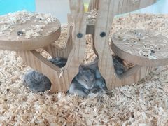 -怪兽屋·羊驼·猫咖·狗咖(俊华广场店)