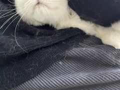 -PETKIT小佩宠物(古北店)