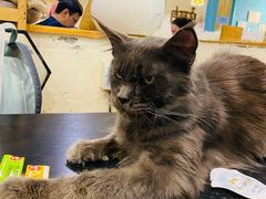 -猫小院猫主题咖啡厅(北锣店)