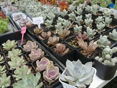 -金陵花卉交易市场