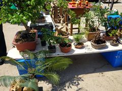 -中环花鸟鱼虫市场