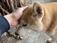 -柴犬高等学院·狗咖·柴犬售卖·宠物训练