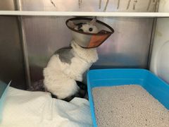 -艾贝尔宠物医院·24H转诊中心·肿瘤猫专科(江宁双龙店)