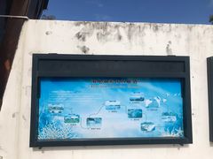 -广东惠东海龟国家级自然保护区