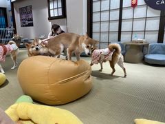 -逗柴咖啡屋·狗咖猫咖宠物桌游