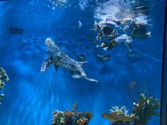 -上海海昌海洋公园