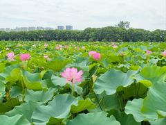-荷塘月色湿地公园·向阳花洲