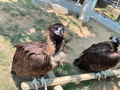 -西霞口神雕山野生动物世界