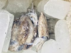 -老东风菜馆·潮汕大排档