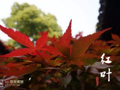 -拙政园